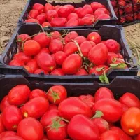گوجه فله ای برای رب