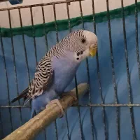 مرغ عشق ماده فوق مولد