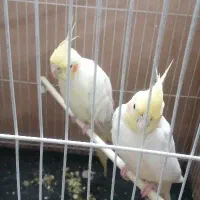 یک عدد جفت عروس هلندی فروشس