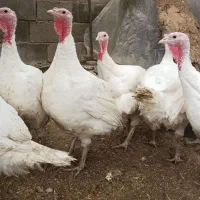 فروش گوشت بوقلمون