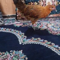 جوجه مرغ ۶ ماه