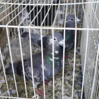چهارتا کفتر جفت گاه