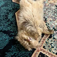 اسکاتیش گلد
