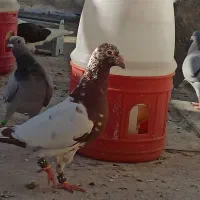 کبوتر میولمنز