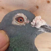 کفتر یا کبوتر