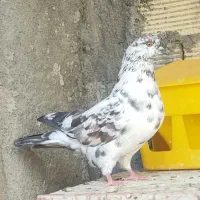 تهرانی