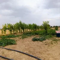 تعدادی-قواره-باغ-درخت-و-زمین