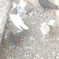 کفتر رنگی