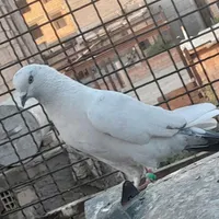 کفتر پاکستانی|پرنده|تهران, شهرک ابوذر|دیوار
