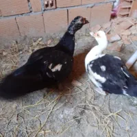اردک ها کاملن بالغ وآماده برای تخم گذاری وگشتار