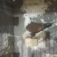 سلام کلاغ جوجه هست