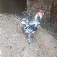 گلین|حیوانات مزرعه|شیراز, گچی|دیوار
