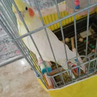 فروش پرنده