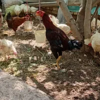 مرغ خورس لاری ۴۵۰۰تومن