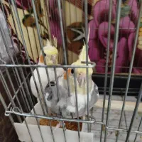 عروس هلندی زیبا