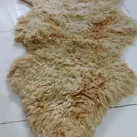 پوست گوسفند مرینوس