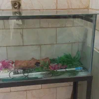 اتو.دارقالی.اکواریوم