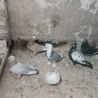 کفتر غریب گیری