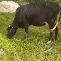 گاو جرسی باگوساله مادش دو رگه