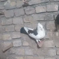 پشتی کبوتر جوجه برا دستی کردن