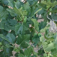 درخت انجیر در منطقه خیر روستای مبارک اباد کرنارو