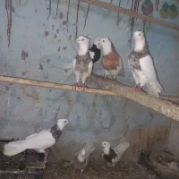 کبوترطوقی .دمسفید.سرورهفترنگ