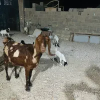 بز ابستن
