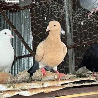 کبوتر معاوضه با مرغ  تخم گذار یا جوجه راک