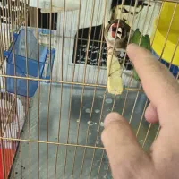 شاه سهره دهن دار جفت قناری