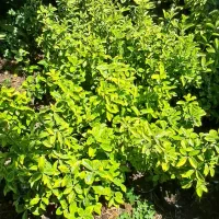 اکوبا وشمشاد طلایی و سبز