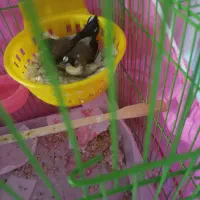 فنچ بنگالی معاوضه با برزیلی