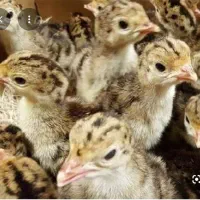 فروش جوجه یک روزه برنز
