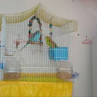 یک جفت مرغ عشق مولد