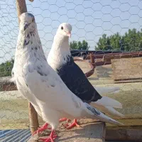کبوتر پرشی