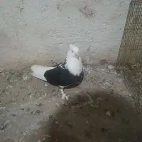 کبوتر شازده سیاه کاکلی پاچکمه نر