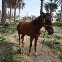 اسب مادیون عرب