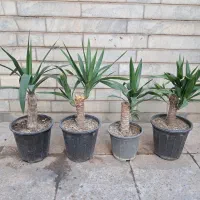 یوکا و کاکتوس