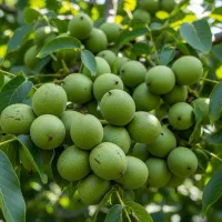 نهال گردو سردسیری در ارومیه مشاوره تخصصی اقلیم