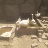 قوغاز  نر وماده  لیندا