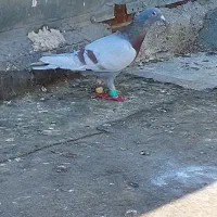 کفتر|پرنده|مشهد, موعود|دیوار