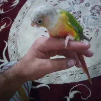 گرینچیک دستی