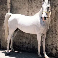 مادیون