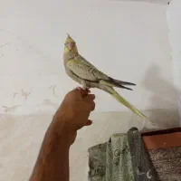 عروس هلندی
