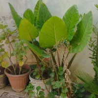 بابا آدم قیمت هرگلدون ۱.۵