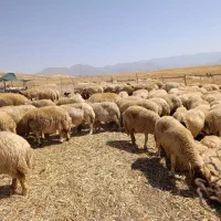 گوسفند داشتی