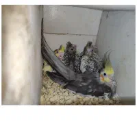 جوجه عروس هلندی