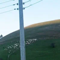 برقکار  برق کار برقکاری    تالش،  جوکندان،  لیسار