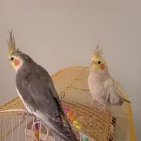یک جفت عروس هلندی نر و ماده رام ودستی وسالم