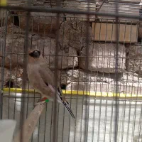 سهر خاکی نر