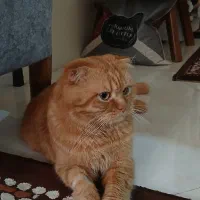گربه نر جهت جفت گیری
